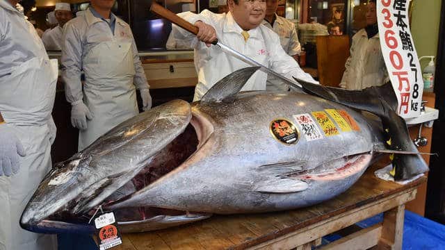 Un thon vendu à près de 2 milliards FCfa au Japon