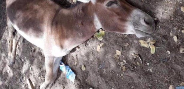 Kaffrine: la grippe équine décime 782 ânes et chevaux