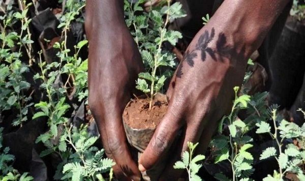 Reforestation : les communautés engagées à plus d'efforts