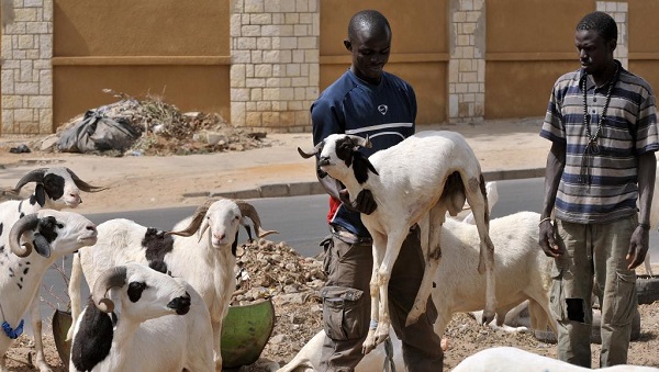 Tabaski : sur la route des moutons en Afrique de l'Ouest