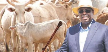 Macky Sall offre 1 milliard aux éleveurs