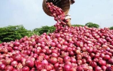 Saint-Louis : les producteurs annoncent une perte de 7000 T d'oignon