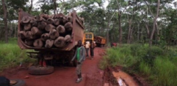  Casamance : Saisie de 23 chargements de bois par l'Armée et les Eaux et Forêts