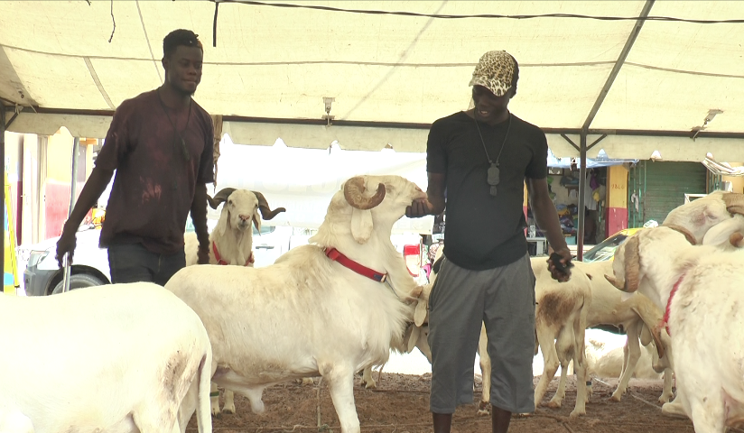 Tabaski 2018 : Des moutons, à des prix… inaccessibles