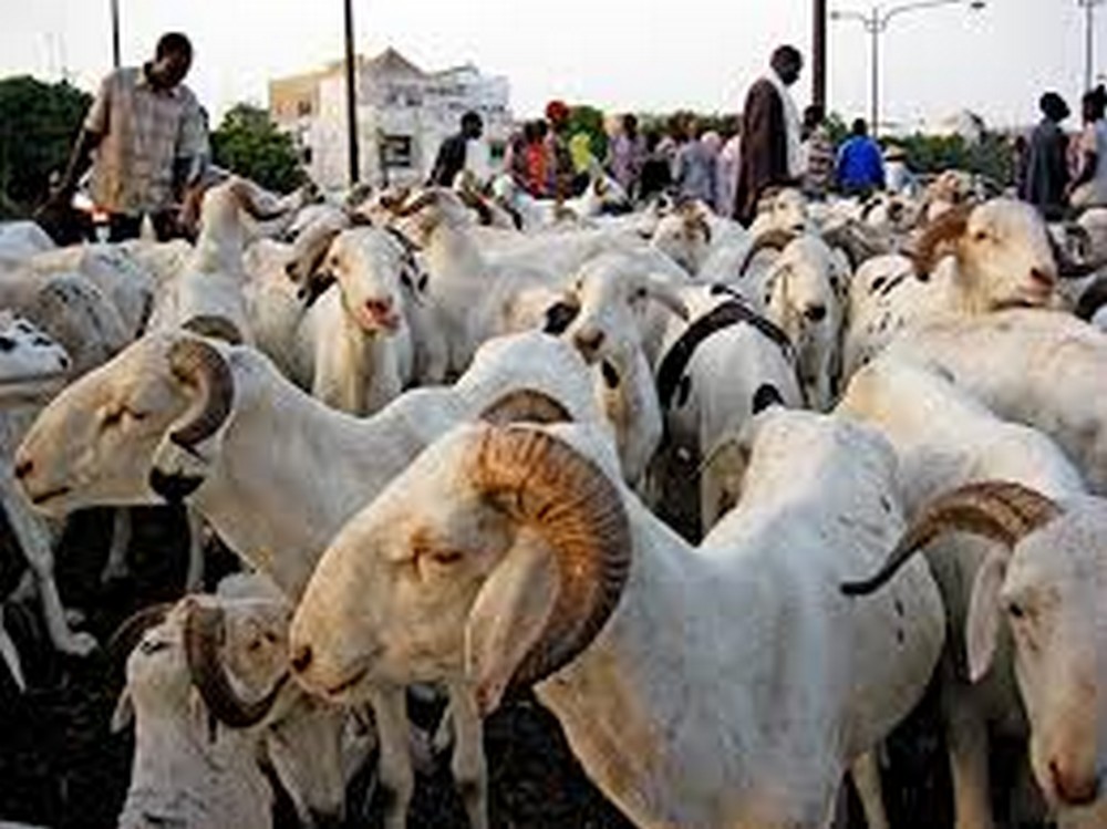 34 000 moutons invendus recensés à Dakar