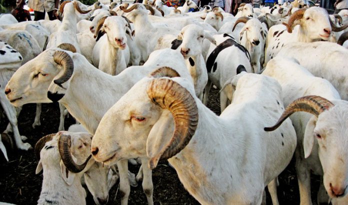 Kolda : Le marché local approvisionné à 86% en moutons de Tabaski 