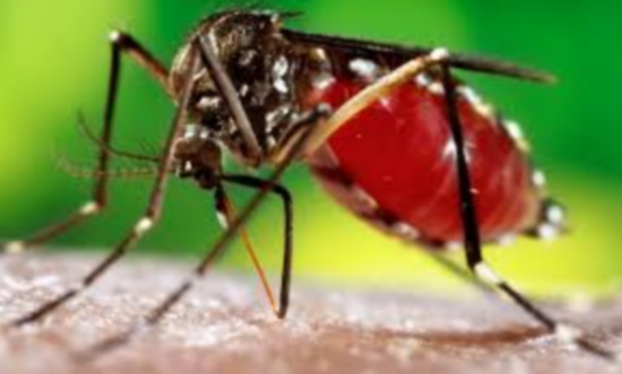 Dengue : le moustique responsable ne pique que le jour (spécialistes)