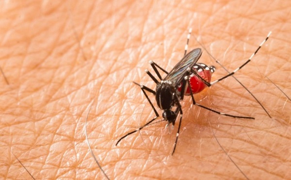 Malgré quelques bonnes nouvelles, la lutte contre le paludisme stagne