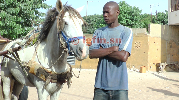 Exclusif- Pikine : Rencontre avec l'homme qui parle aux chevaux