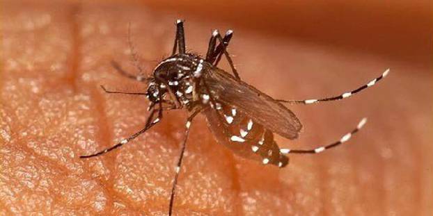 Dengue –  Rosso Sénégal touché