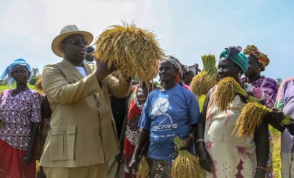 Bignona : Macky Sall dans les rizières de Diaroumé