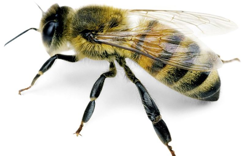 Des abeilles causent deux morts à Diourbel