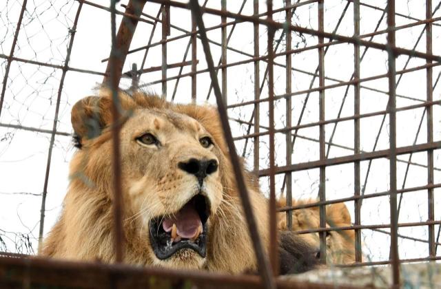 Etats-Unis : un lion tue une jeune stagiaire dans un parc zoologique