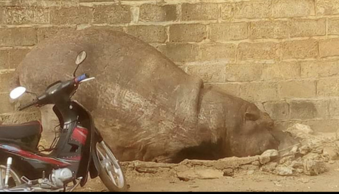 Aly Haidar regrette l'abattage d'un hippopotame à Kédougou