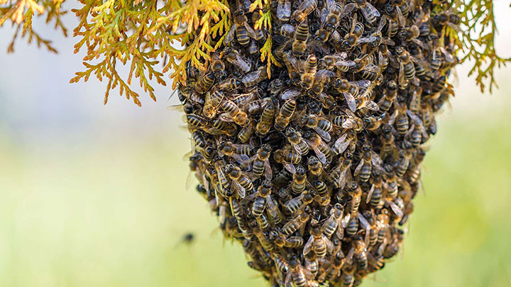Kaffrine - Des abeilles sèment la panique : 1 mort et 3 blessés