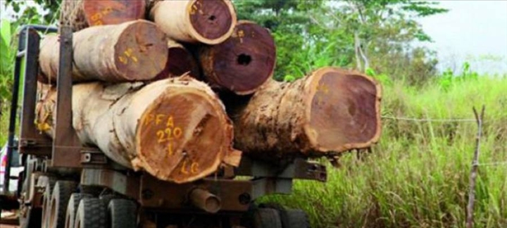 Casamance : L’armée et les eaux et forêts décrètent la fin du trafic de bois et des...