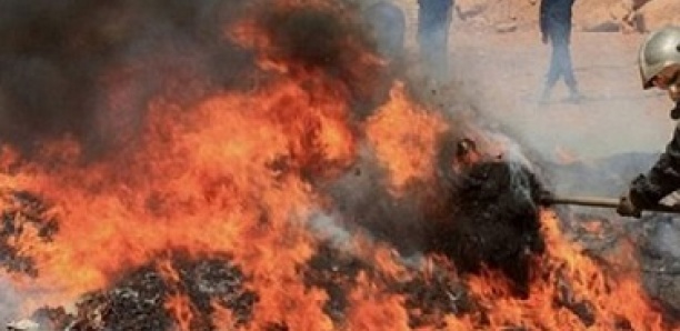 Kaffrine: incinération de plus de 750 kg de chanvre indien et de produits impropres