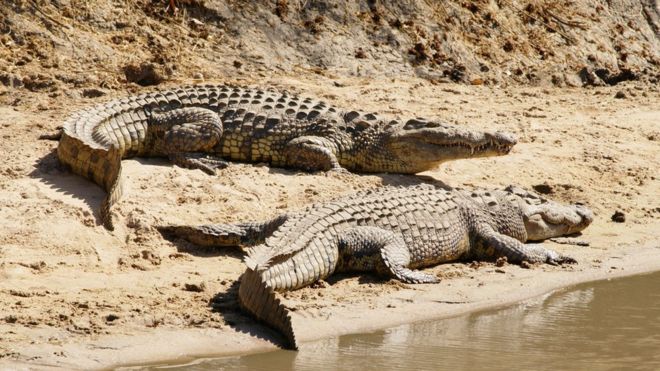 La Tanzanie va vendre 10% de ses crocodiles