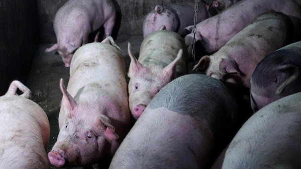 Peste porcine : la crainte d'une épidémie mondiale