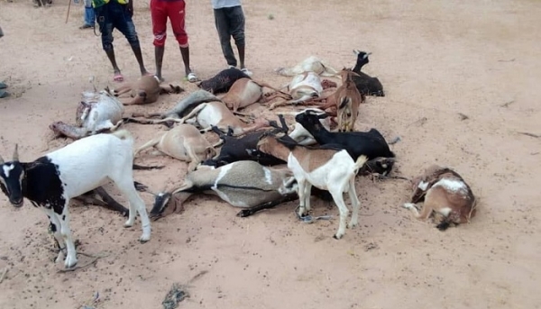 Louga : une meute de chiens décime un troupeau à Leona