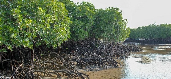 La Gambie et le Sénégal décident de s'unir pour préserver leur mangrove