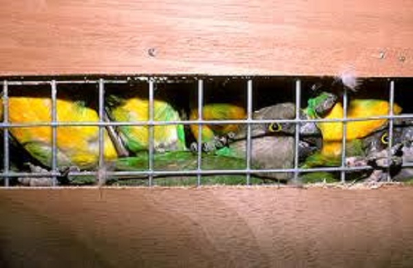 Criminalité faunique : 131 perroquets saisis sur un algérien à l'Aibd