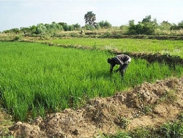 Riziculture et maraîchage : Amadou Hott prône des mesures urgentes pour les entreprises