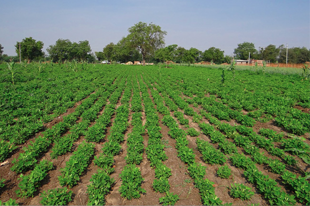 Le premier E-learning agricole en Afrique verra bientôt le jour au Sénégal.