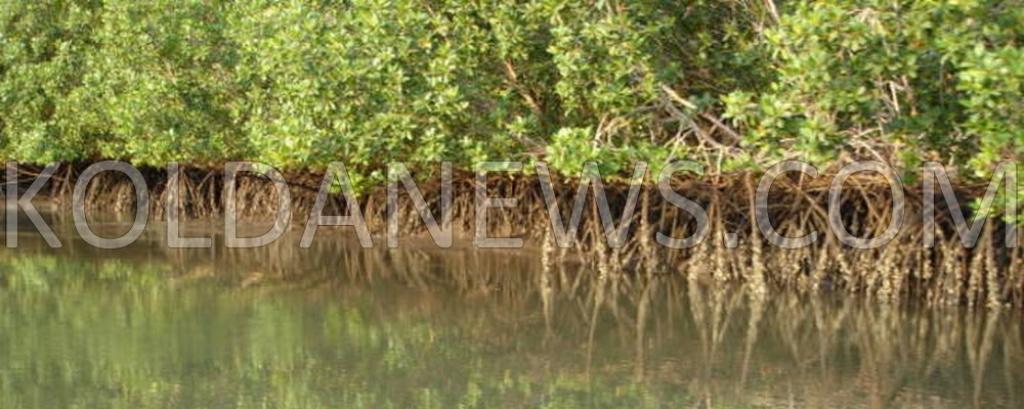 Tendouck : Les eaux et forêts offre un matériel d’une valeur de 30.000.000 FCFA pour la restauration de la mangrove