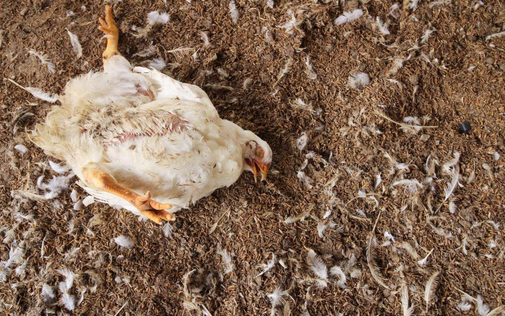 Premiers cas de grippe aviaire au Sénégal... 58000 animaux morts à Thiès
