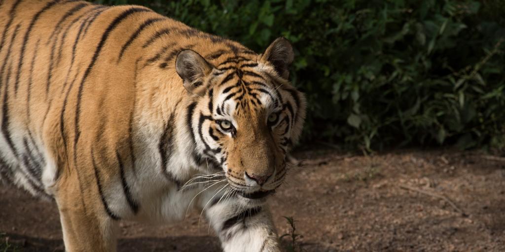 Chine : deux tigres tuent un gardien de zoo et s\'échappent de leur cage, avant d\'être abattus
