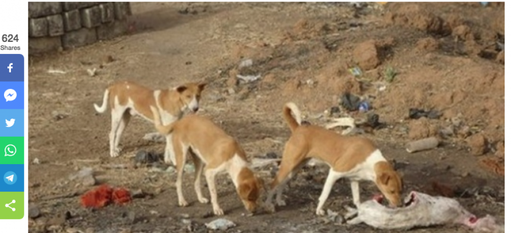 Alerte à Kafountine: Une ethnie de chiens errants et enragés tue le bétail
