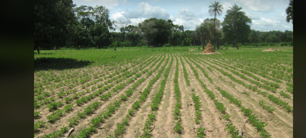 SWAMI AGRI SA : Inauguration d’un canal d’irrigation et d’une école élémentaire à Mbane