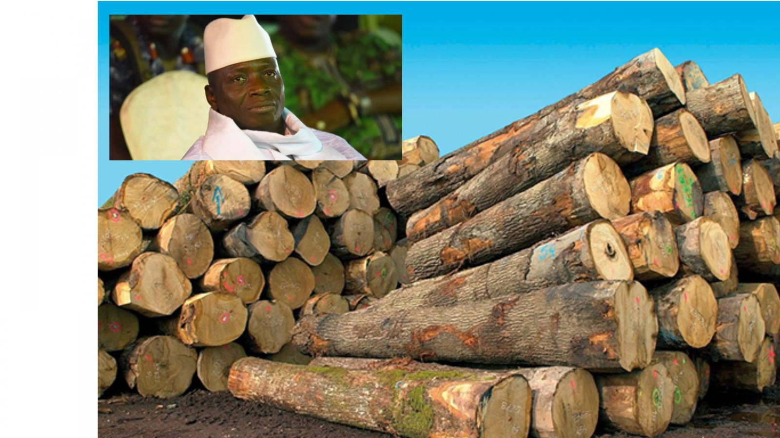 Trafic de bois de rose: Yahya Jammeh sous la menace suisse
