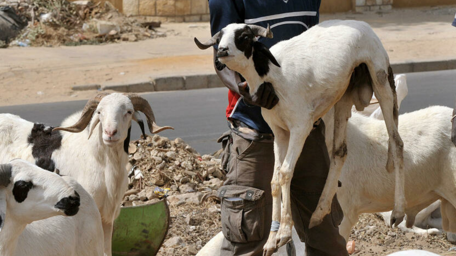 Arrestation à Mbour : Ils volent des moutons et leur véhicule tombe en panne 