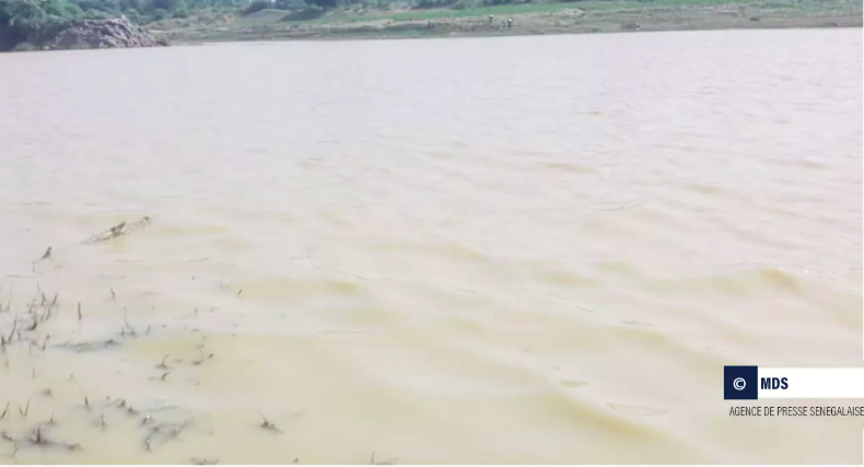 Bakel : la détresse des producteurs face à la pollution des eaux de la Falémé et du fleuve Sénégal